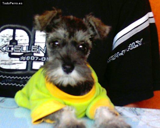La foto del perro