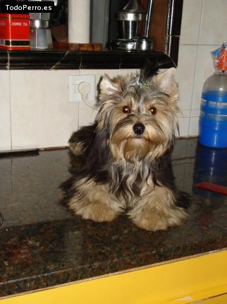 La foto del perro