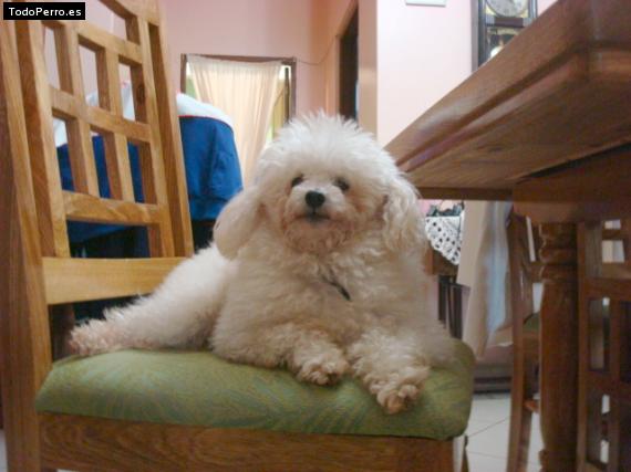 La foto del perro