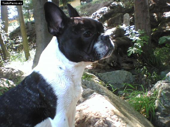 La foto del perro
