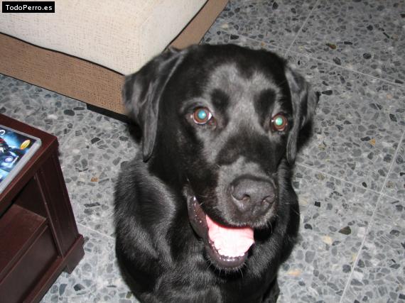 La foto del perro