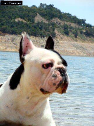 La foto del perro