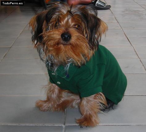 La foto del perro