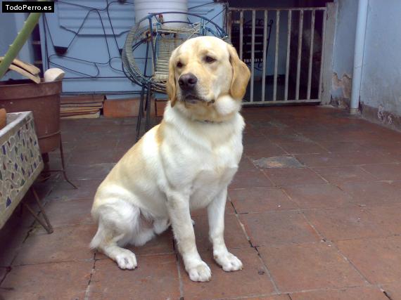 La foto del perro