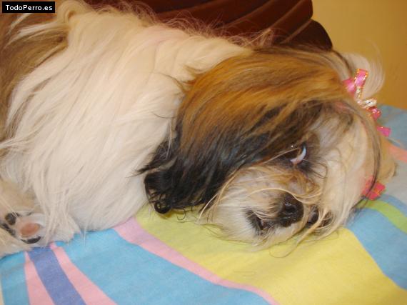 La foto del perro