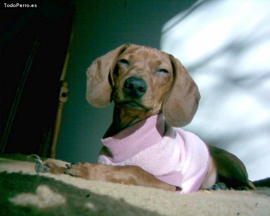 La foto del perro