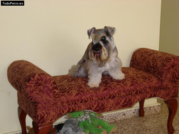 La foto del perro