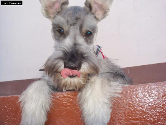 La foto del perro