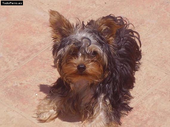 La foto del perro