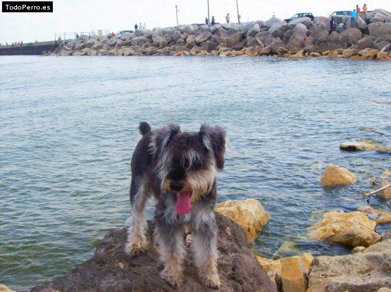 La foto del perro
