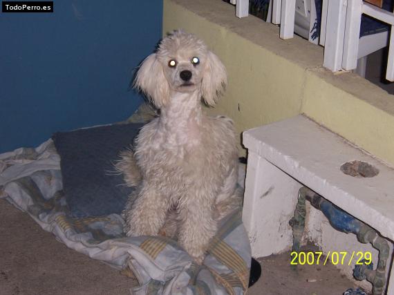 La foto del perro