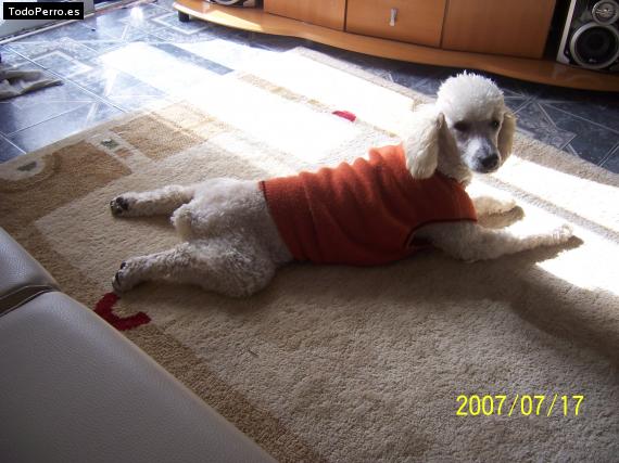 La foto del perro