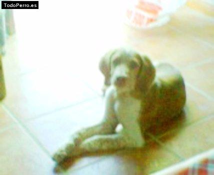 Foto del perro Carmelo