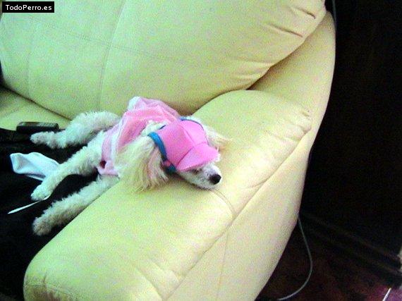 La foto del perro