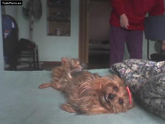 La foto del perro