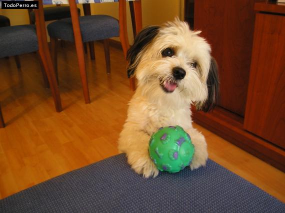 La foto del perro