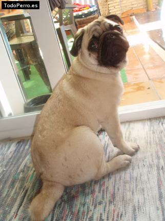 La foto del perro