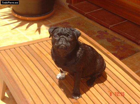 La foto del perro