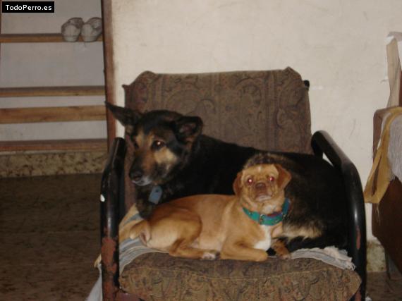 La foto del perro