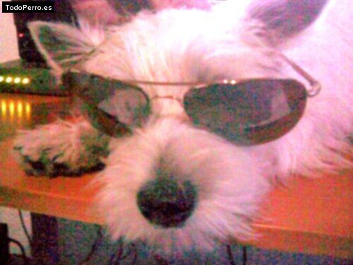 La foto del perro