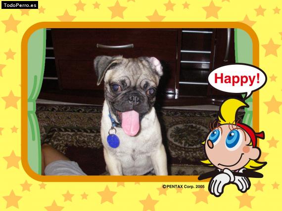 La foto del perro