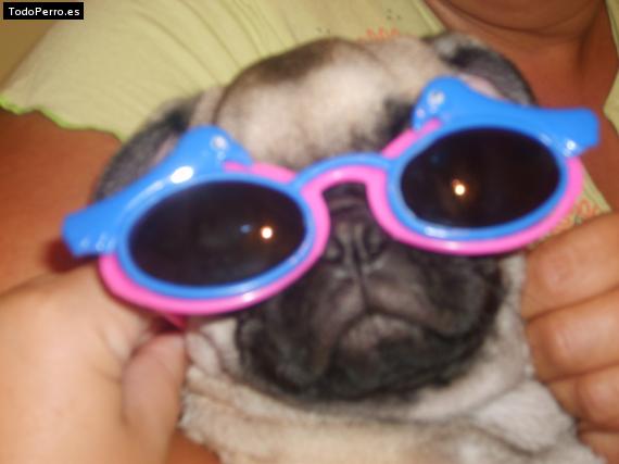 La foto del perro