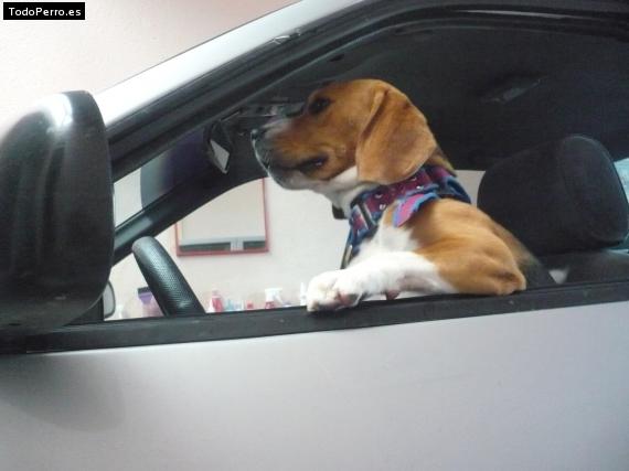 La foto del perro