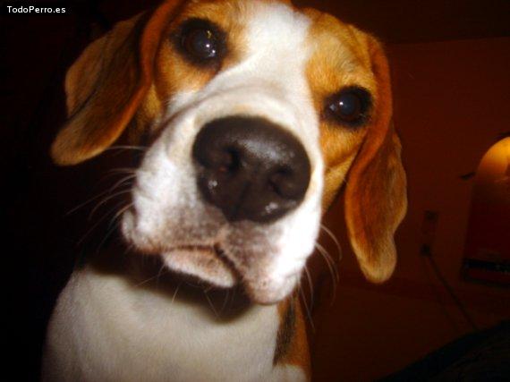 La foto del perro