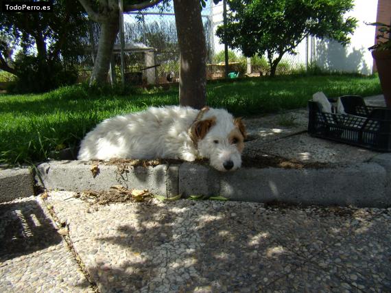 La foto del perro