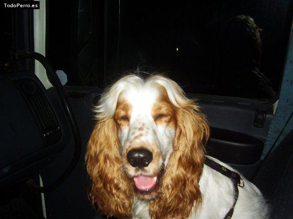 La foto del perro