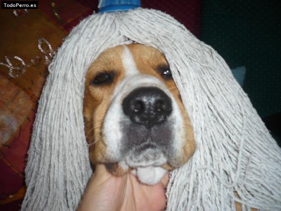 La foto del perro