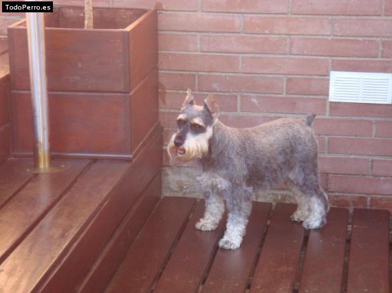 La foto del perro