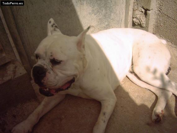La foto del perro