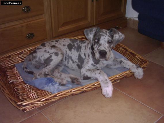 La foto del perro