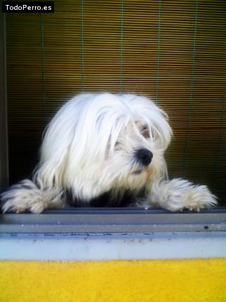 La foto del perro