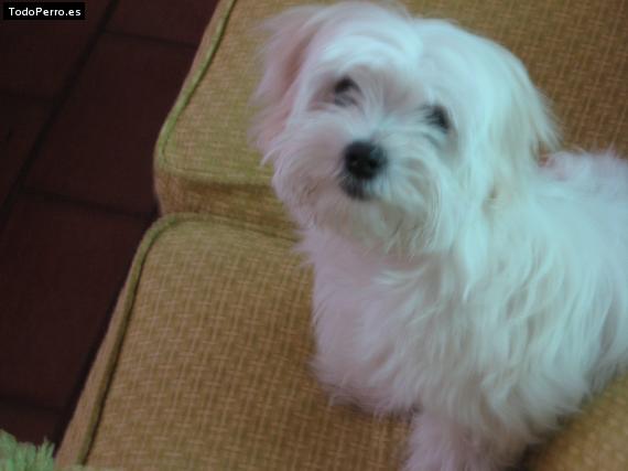 La foto del perro
