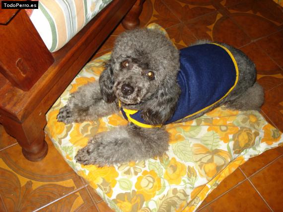 La foto del perro