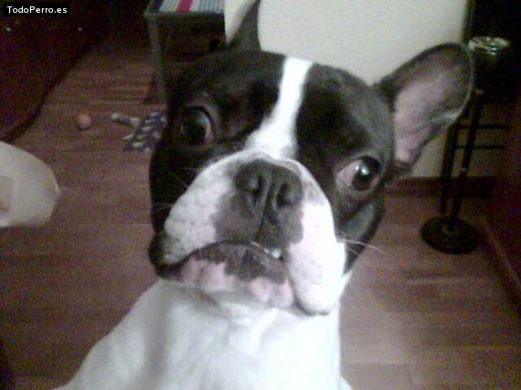 La foto del perro