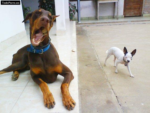 La foto del perro