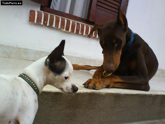 La foto del perro