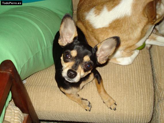 La foto del perro