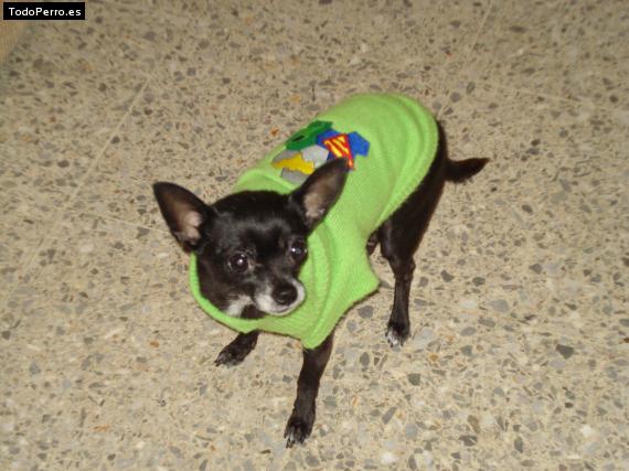 La foto del perro