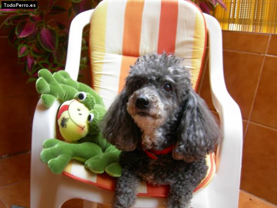 La foto del perro