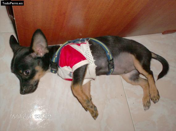La foto del perro