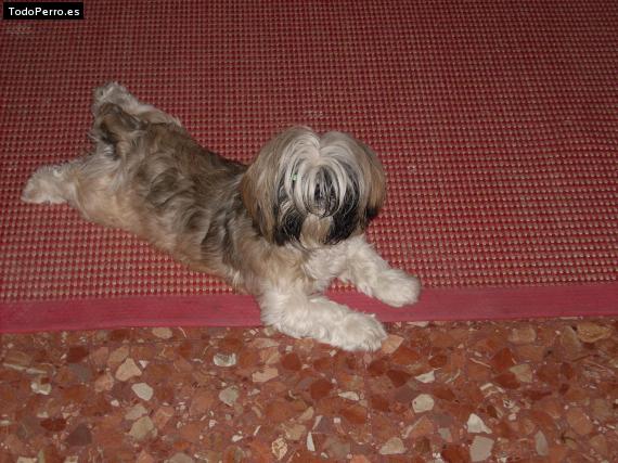 La foto del perro