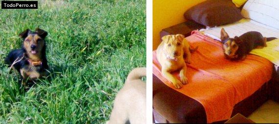 La foto del perro