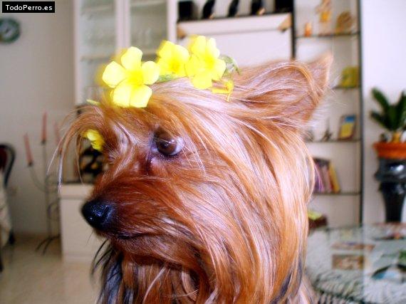 La foto del perro