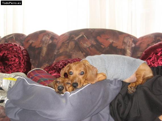 La foto del perro