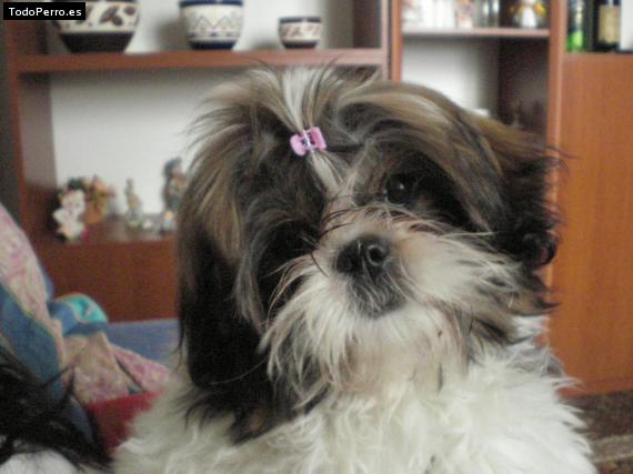 La foto del perro