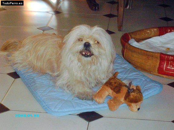 La foto del perro